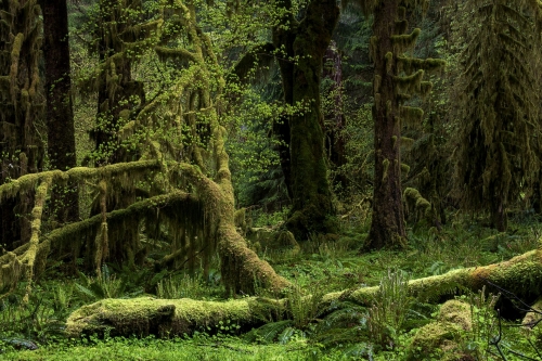 2-nature-photography-forest-photography-bogachiel-rainforest-olympic-peninsula